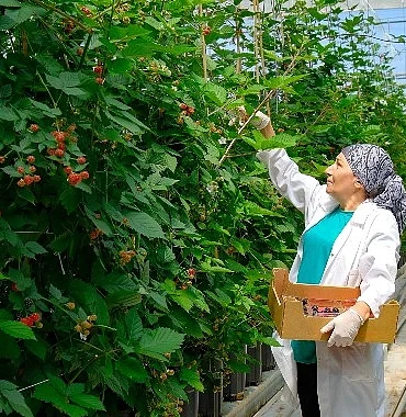 seralarda-sel-felaketine-elara-tarim-dan-direncli-cozum-5181