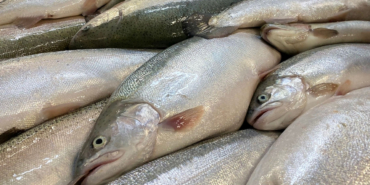 turk-somonu-dunya-pazarinda-buyuyor-hedef-milyar-dolar