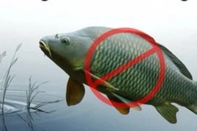 adana-da-sazangiller-icin-av-yasagi-basladi