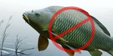 adana-da-sazangiller-icin-av-yasagi-basladi