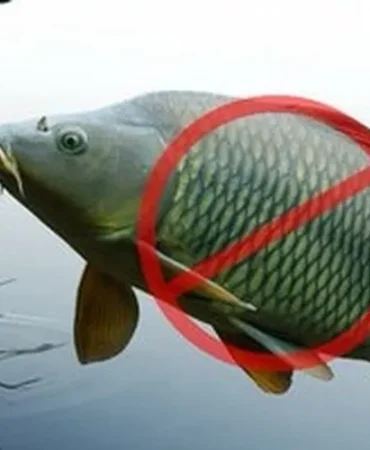 adana-da-sazangiller-icin-av-yasagi-basladi