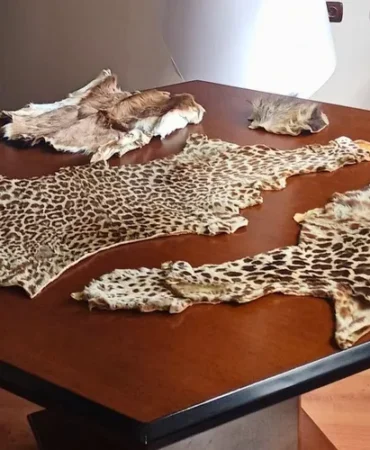 cukurova-havalimani-nda-yasa-disi-yaban-hayvani-urunleri-ele-gecirildi