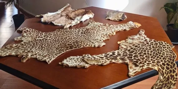 Çukurova Havalimanı’nda yasa dışı yaban hayvanı ürünleri ele geçirildi