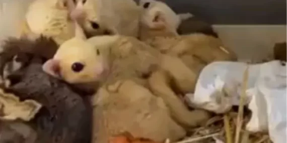 Isparta’da yasa dışı 35 hayvana el konuldu