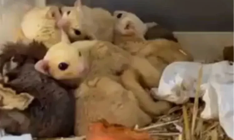 isparta-da-35-hayvana-el-konuldu