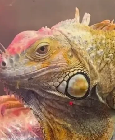 samsun-da-cites-operasyonu-3-egzotik-hayvana-el-konuldu-1771735584-968_large