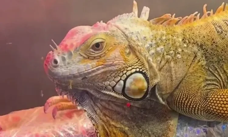 samsun-da-cites-operasyonu-3-egzotik-hayvana-el-konuldu-1771735584-968_large