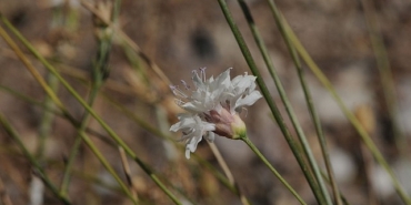 cameli-pelemiri-bitki-literaturune-kazandirildi
