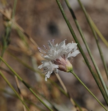 cameli-pelemiri-bitki-literaturune-kazandirildi